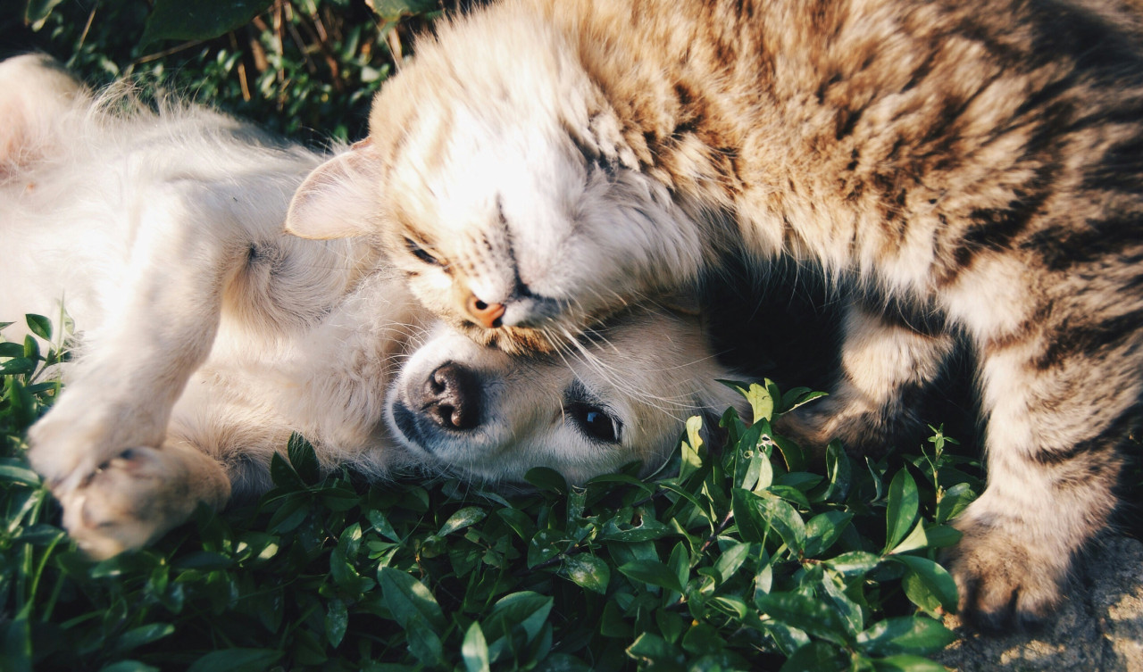 Perros y gatos. Foto: Unsplash