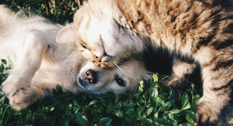 Perros y gatos. Foto: Unsplash