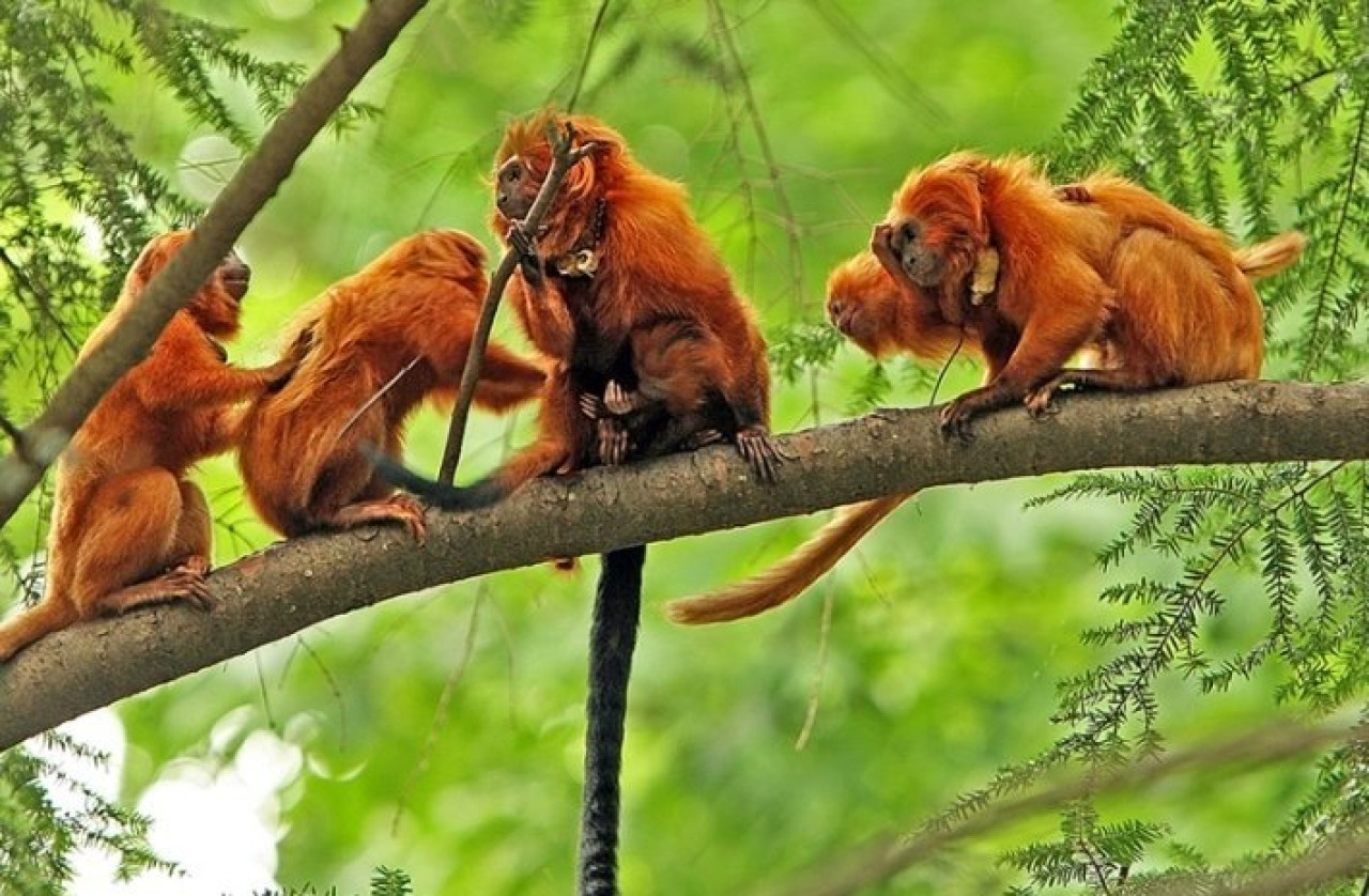 El tití león dorado en peligro de extinción. Foto: X