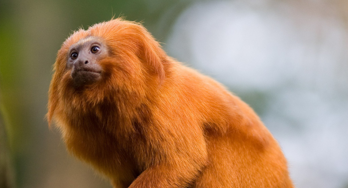 El tití león dorado en peligro de extinción. Foto: X