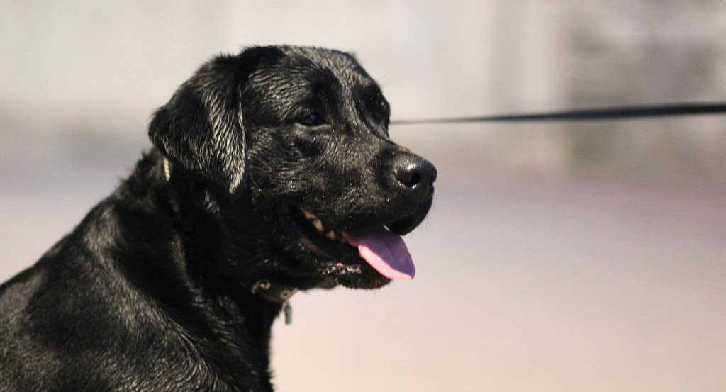 Labrador, perro. Foto: Unsplash