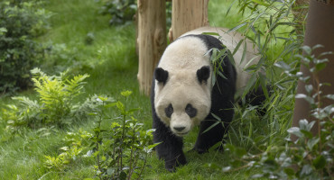 Oso panda en el Zoológico de San Diego. Foto: EFE.