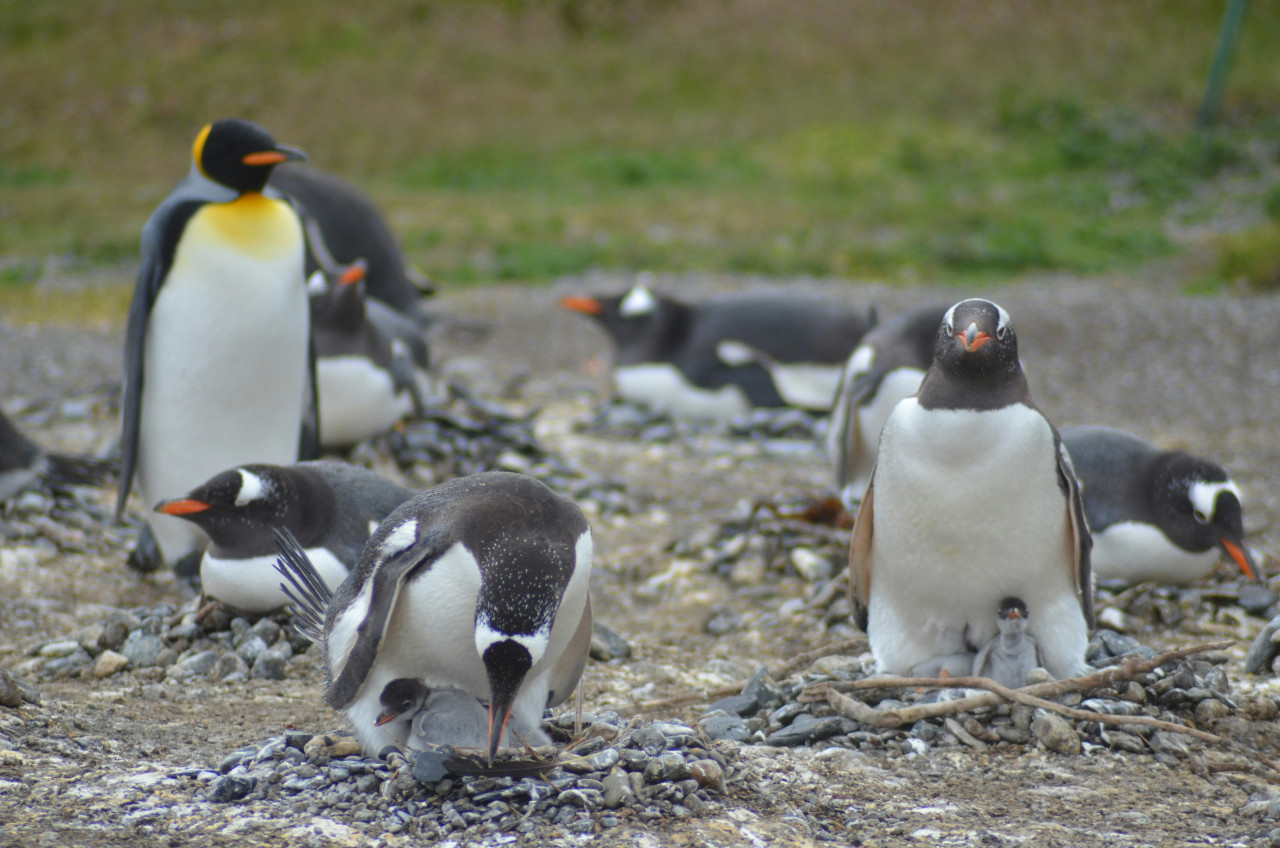 Pingüinos de Magallanes. Foto: Unsplash