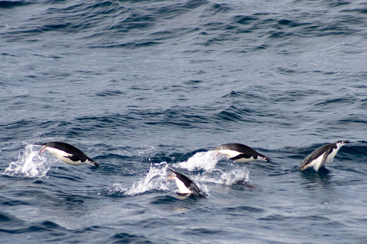 Pingüinos de Magallanes. Foto: Unsplash