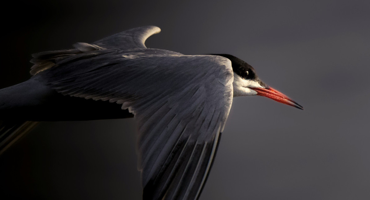 Aves migratorias. Foto: Unsplash