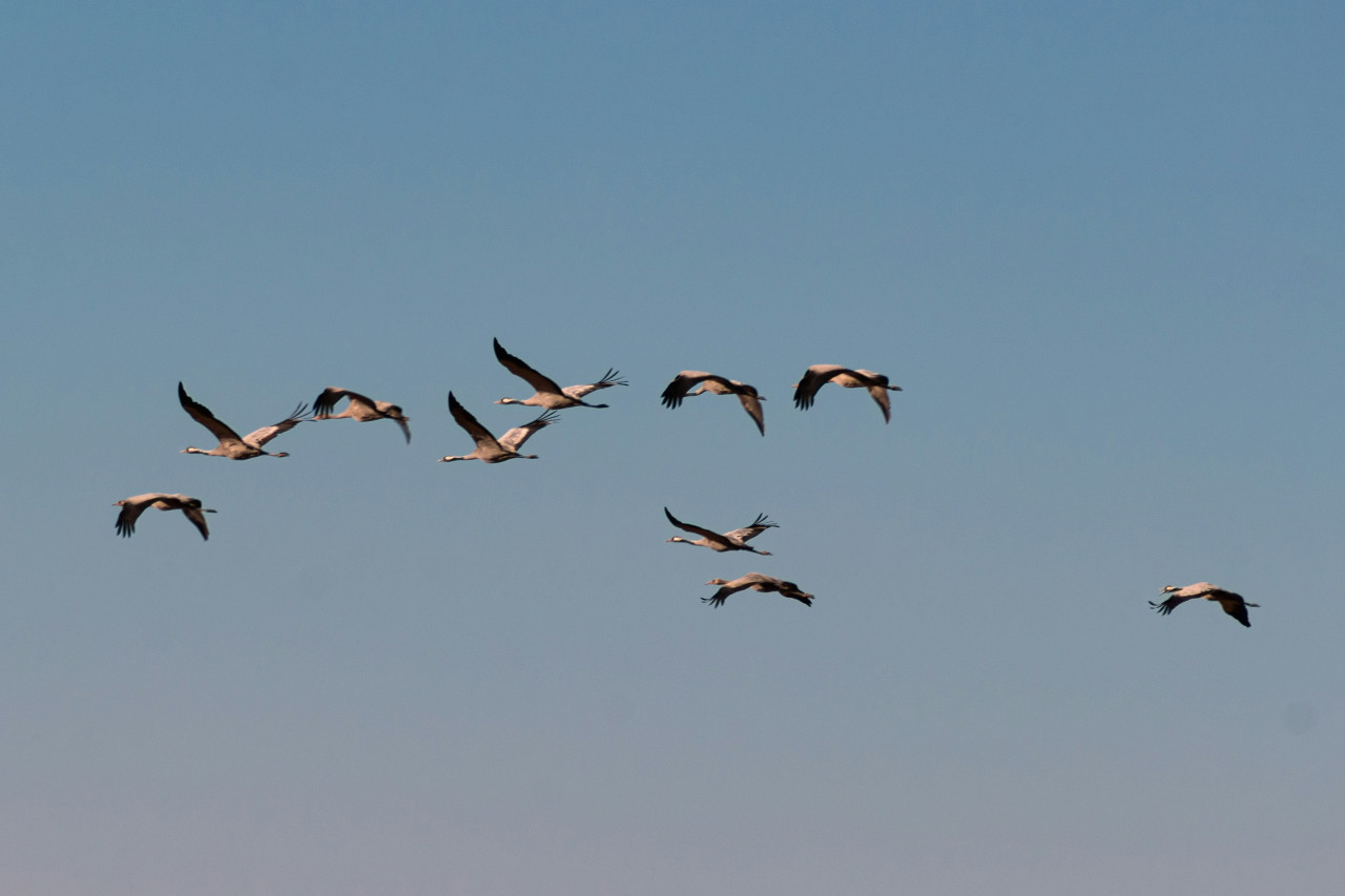 Aves migratorias. Foto: Unsplash