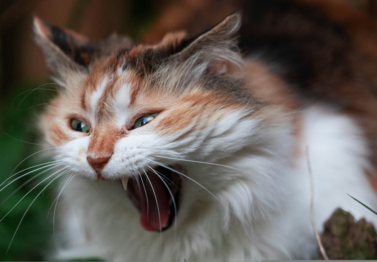 Gato; felino; mascota. Foto: Unsplash.