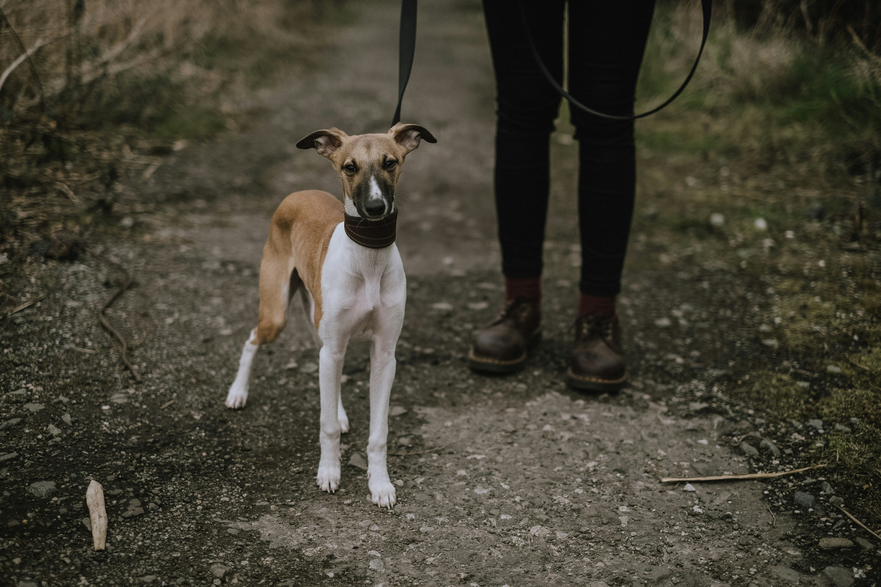 Pasear al perro. Foto: Unsplash