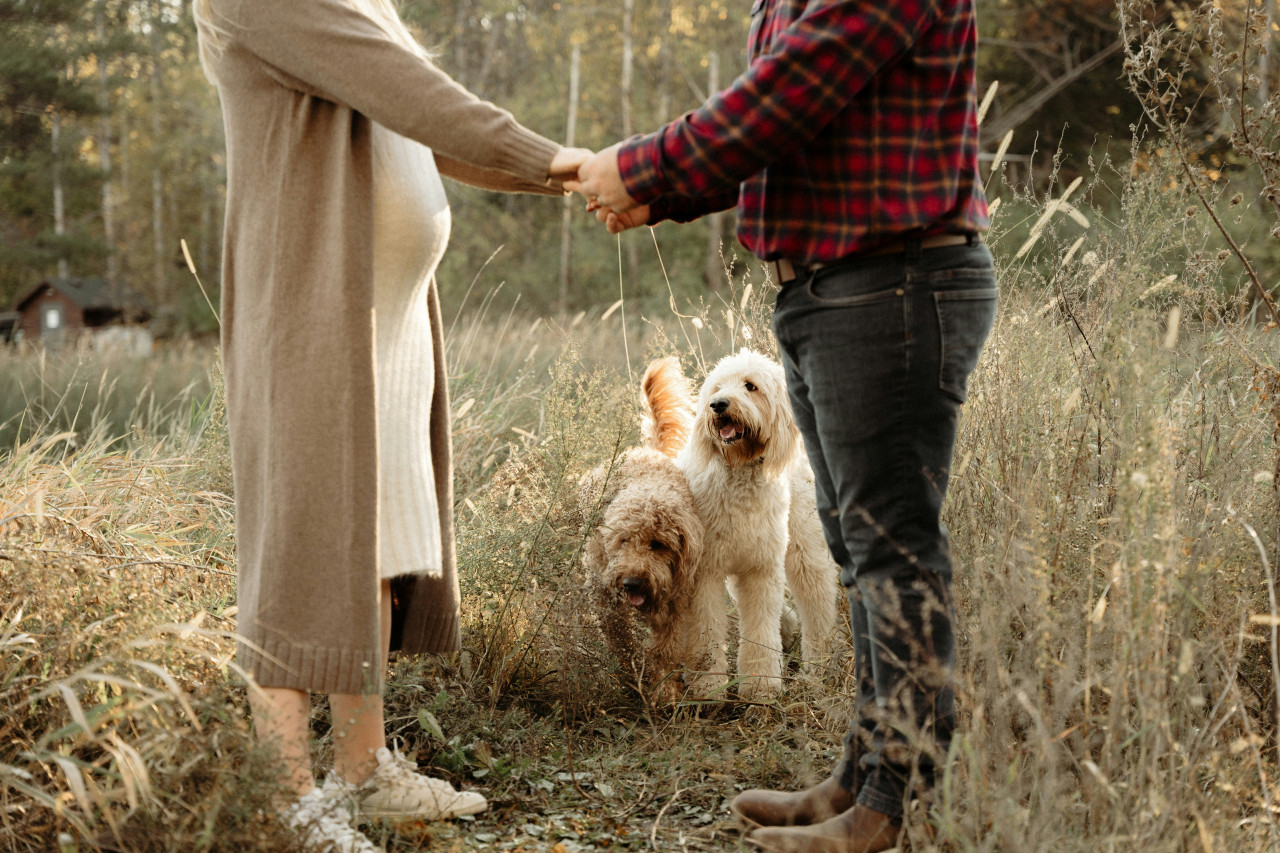 Los perros detectan los embarazos antes que nadie. Foto: Unsplash.