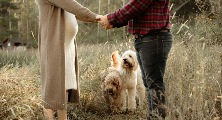 Los perros detectan los embarazos antes que nadie. Foto: Unsplash.