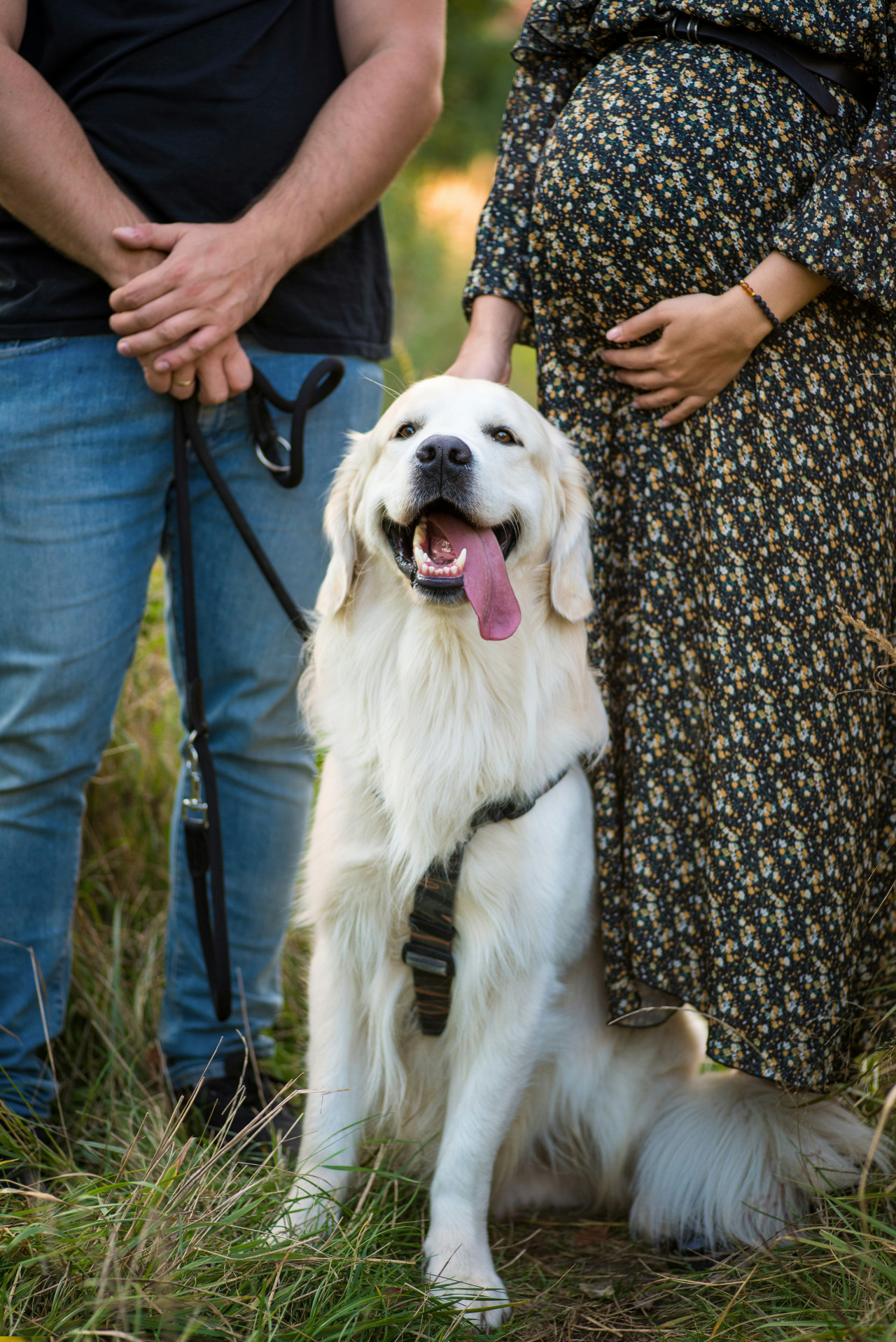 Los perros detectan los embarazos antes que nadie. Foto: Unsplash.