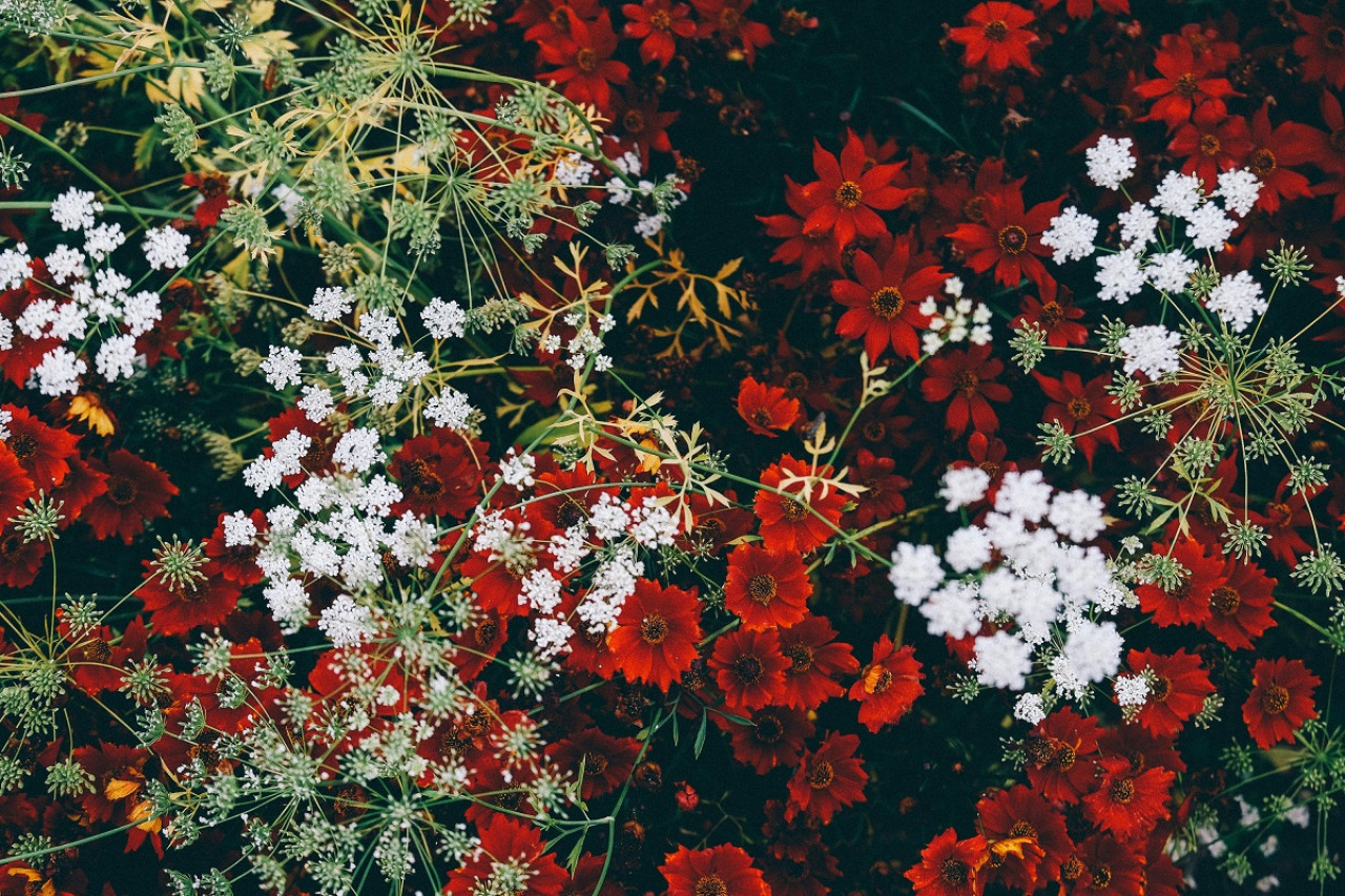 Flores rojas y blancas. Foto: Unsplash.