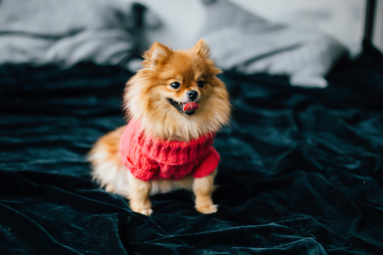 Perro pomerania. Fuente: Pexels