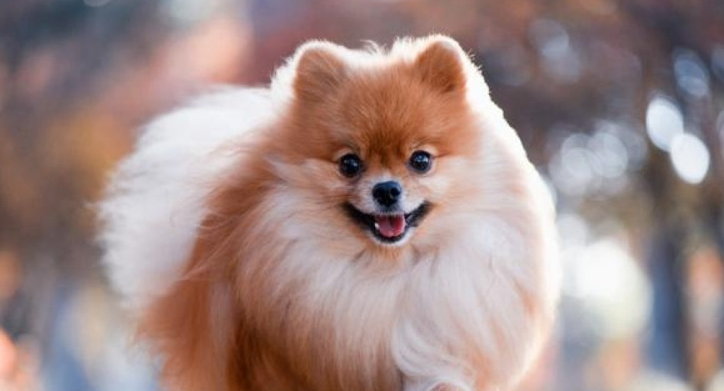 Perro pomerania. Fuente: Pexels