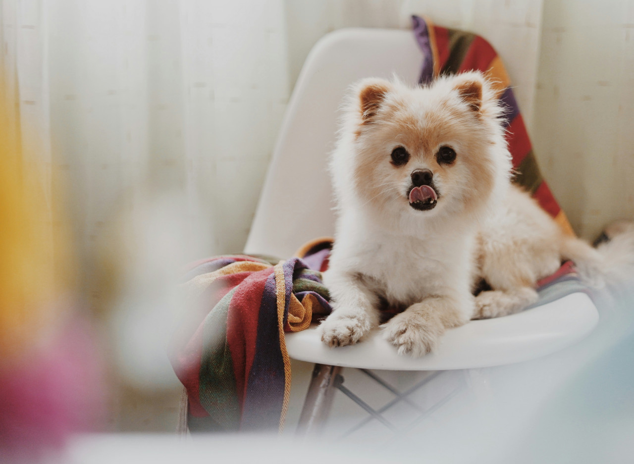 Perro pomerania. Fuente: Unsplash