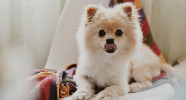 Perro pomerania. Fuente: Unsplash