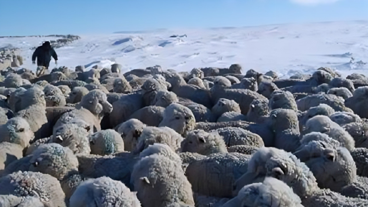 Tras la llegada del deshielo, quedaron al descubierto las terribles consecuencias, con miles de animales muertos. Foto:  Federación de Instituciones Agropecuarias de Santa Cruz.