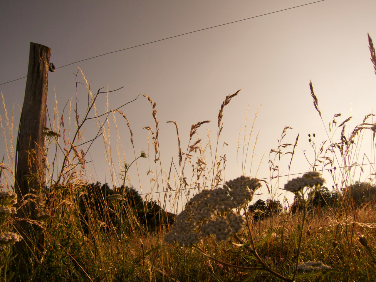 Hierba; pasto. Foto: Unsplash