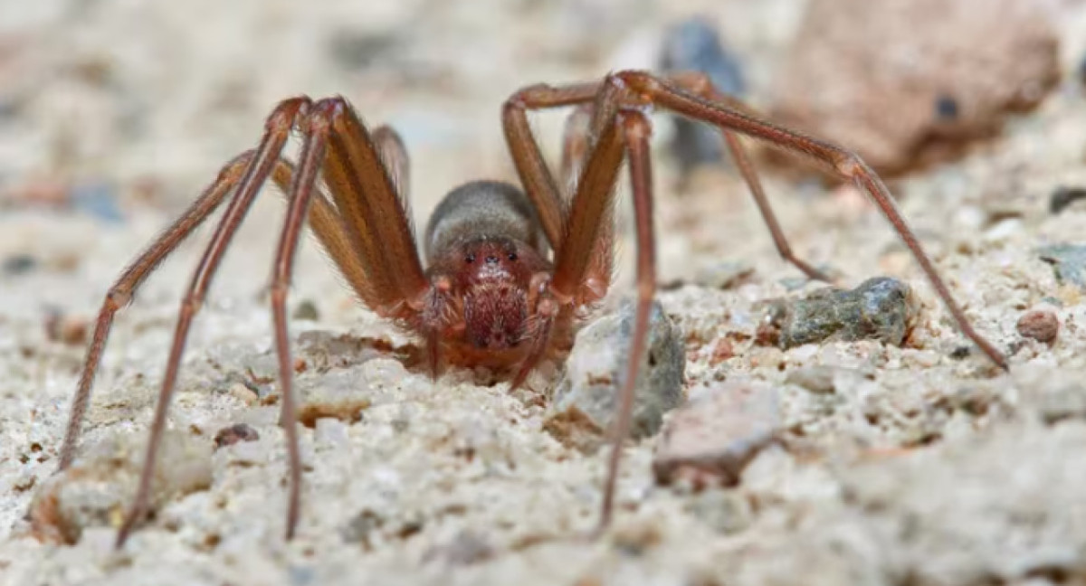 Araña violinista.