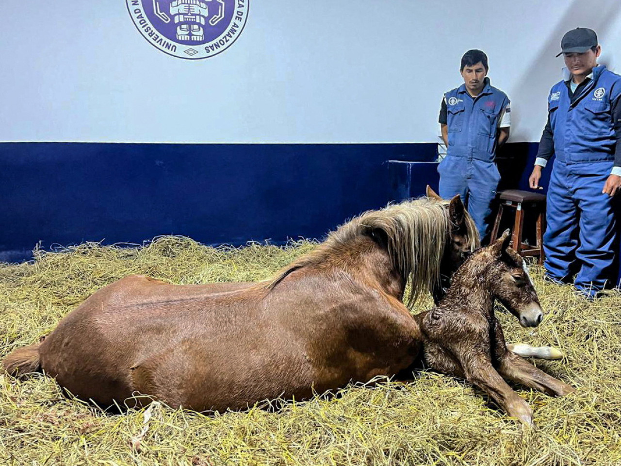 Scientific breakthrough: First cloned horse born in Peru. Photo: Reuters