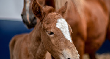 Un avance para la ciencia: nació el primer clon de caballo de paso en Perú. Foto: Reuters