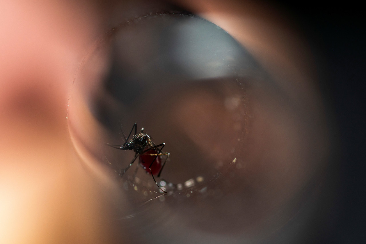 Dengue. Foto: Reuters.