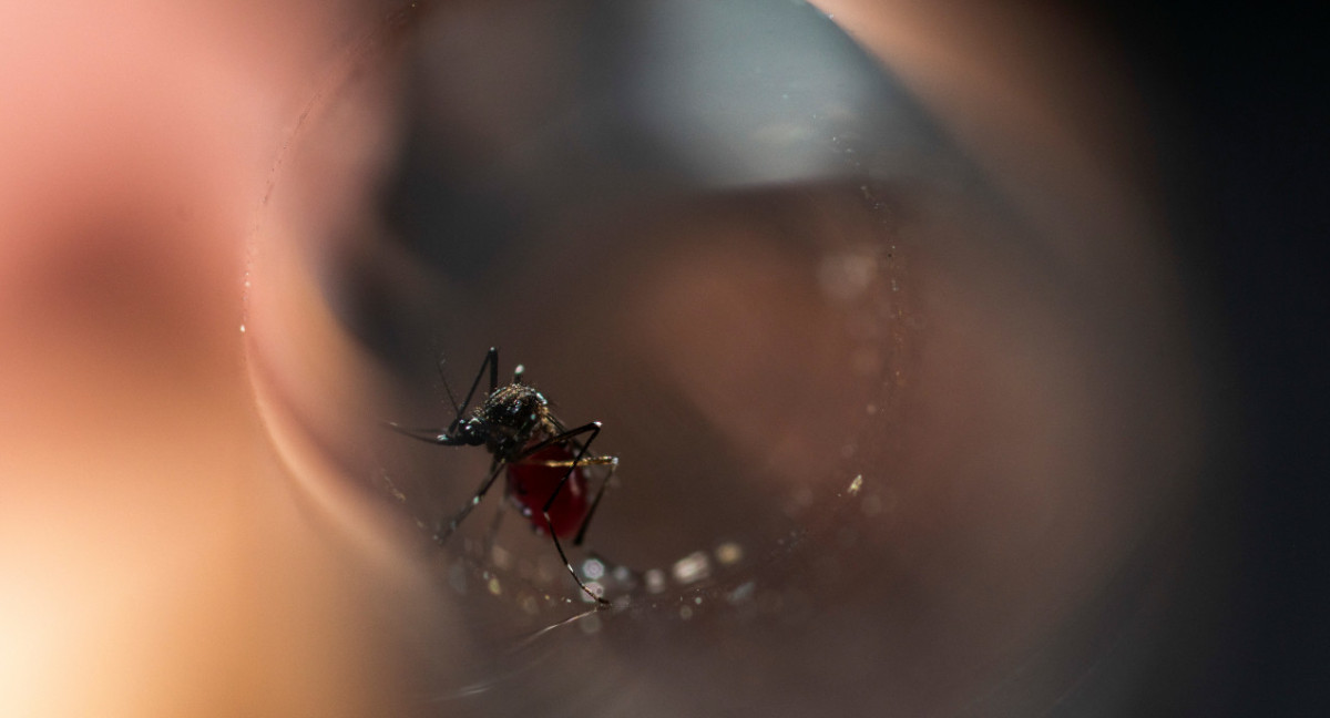 Dengue. Foto: Reuters.