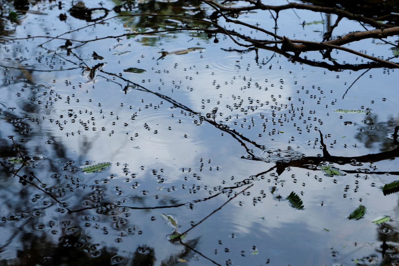 Dengue. Foto: Reuters.