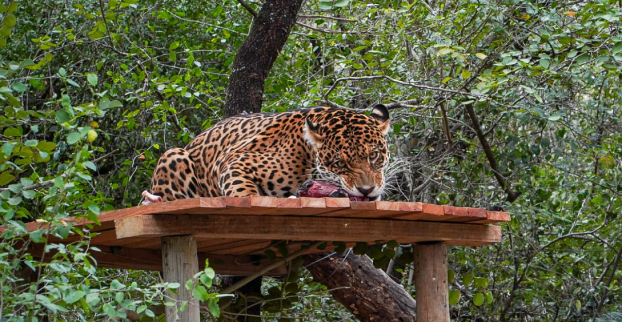 La yaguareté Nalá, liberada en el Parque Nacional El Impenetrable. Foto: argentina.org.ar