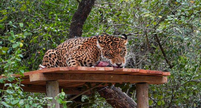 La yaguareté Nalá, liberada en el Parque Nacional El Impenetrable. Foto: argentina.org.ar