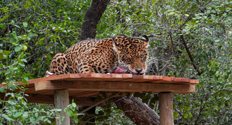 La yaguareté Nalá, liberada en el Parque Nacional El Impenetrable. Foto: argentina.org.ar