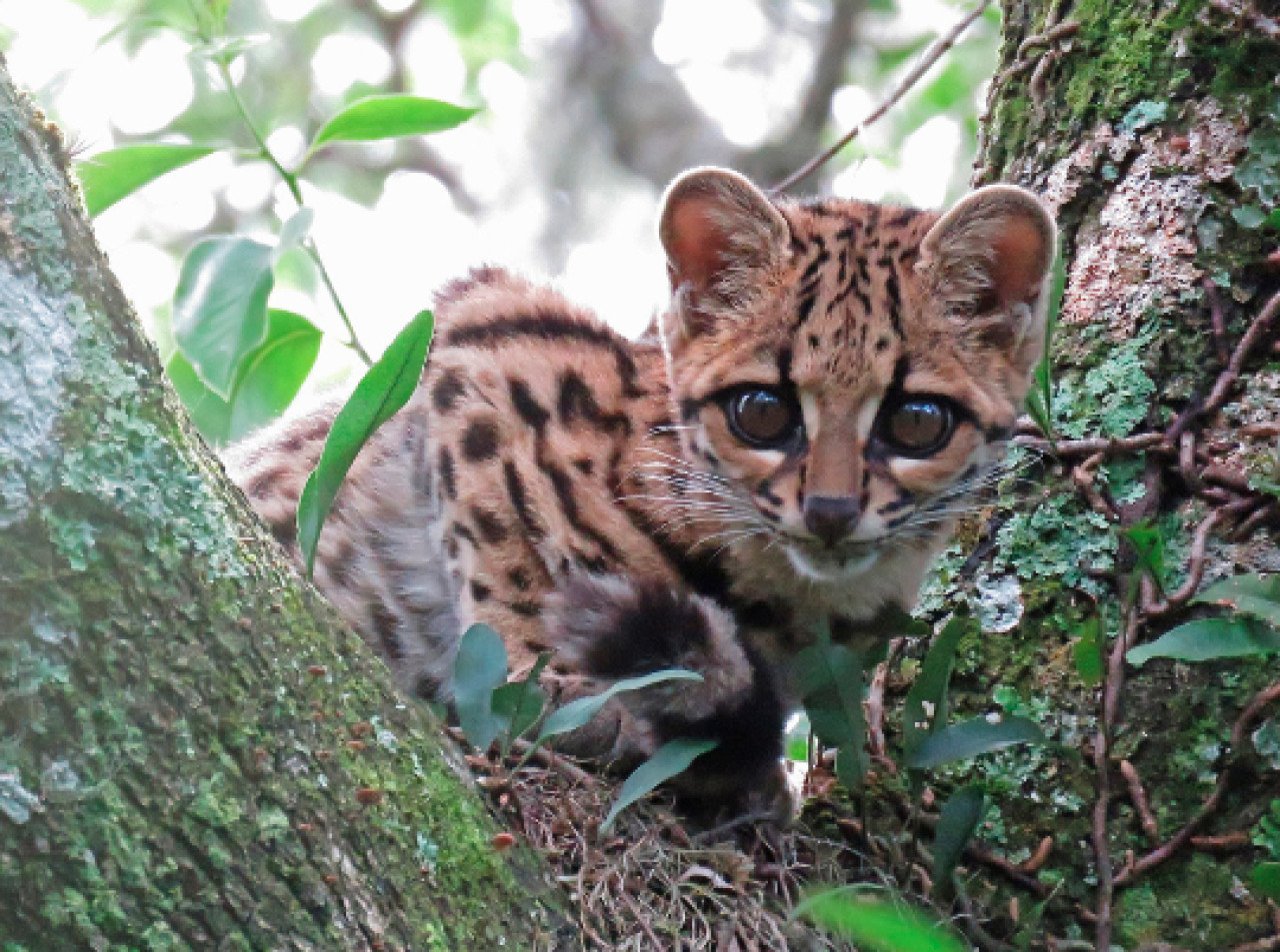 El margay. Foto: X