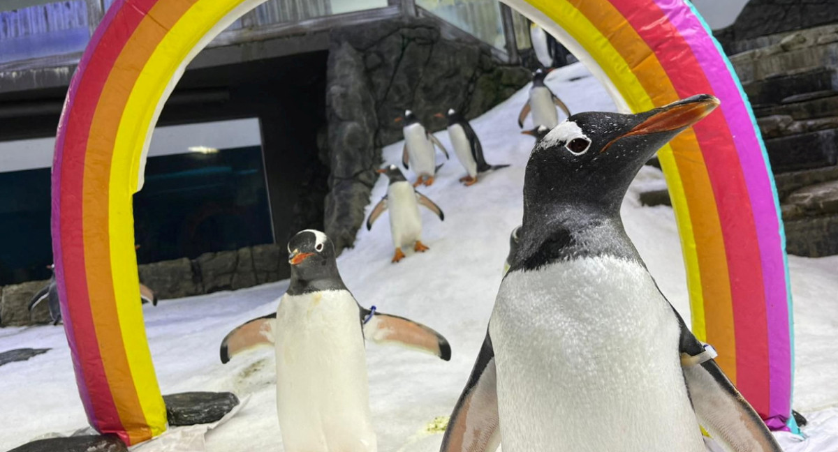 Sphen y Magic, la pareja de pingüinos homosexuales que incubó una cría. Foto: Reuters.