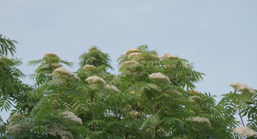 Flor de sauco. Foto: Unsplash.