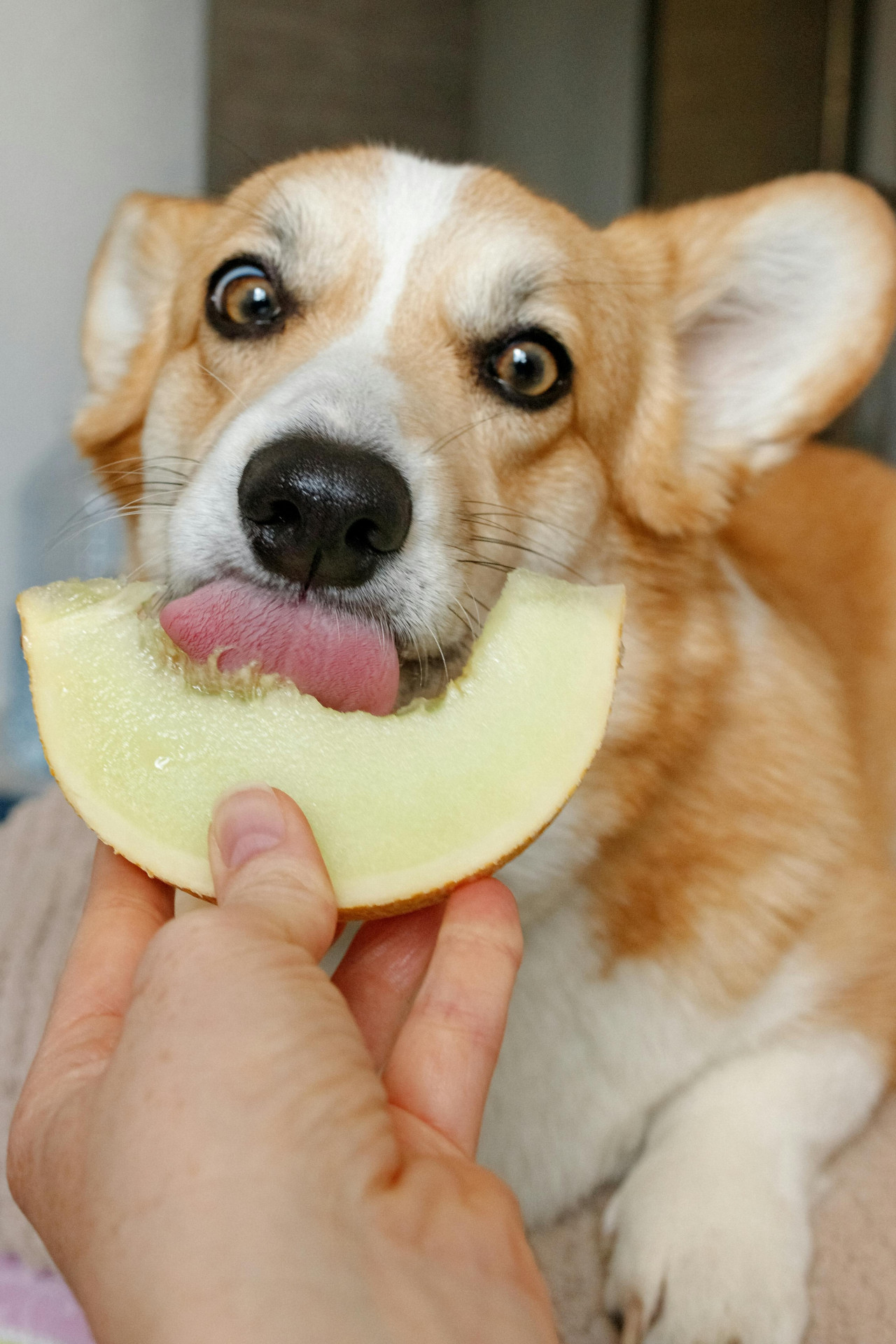 Perro, agua, melon. Fuente: Pexels