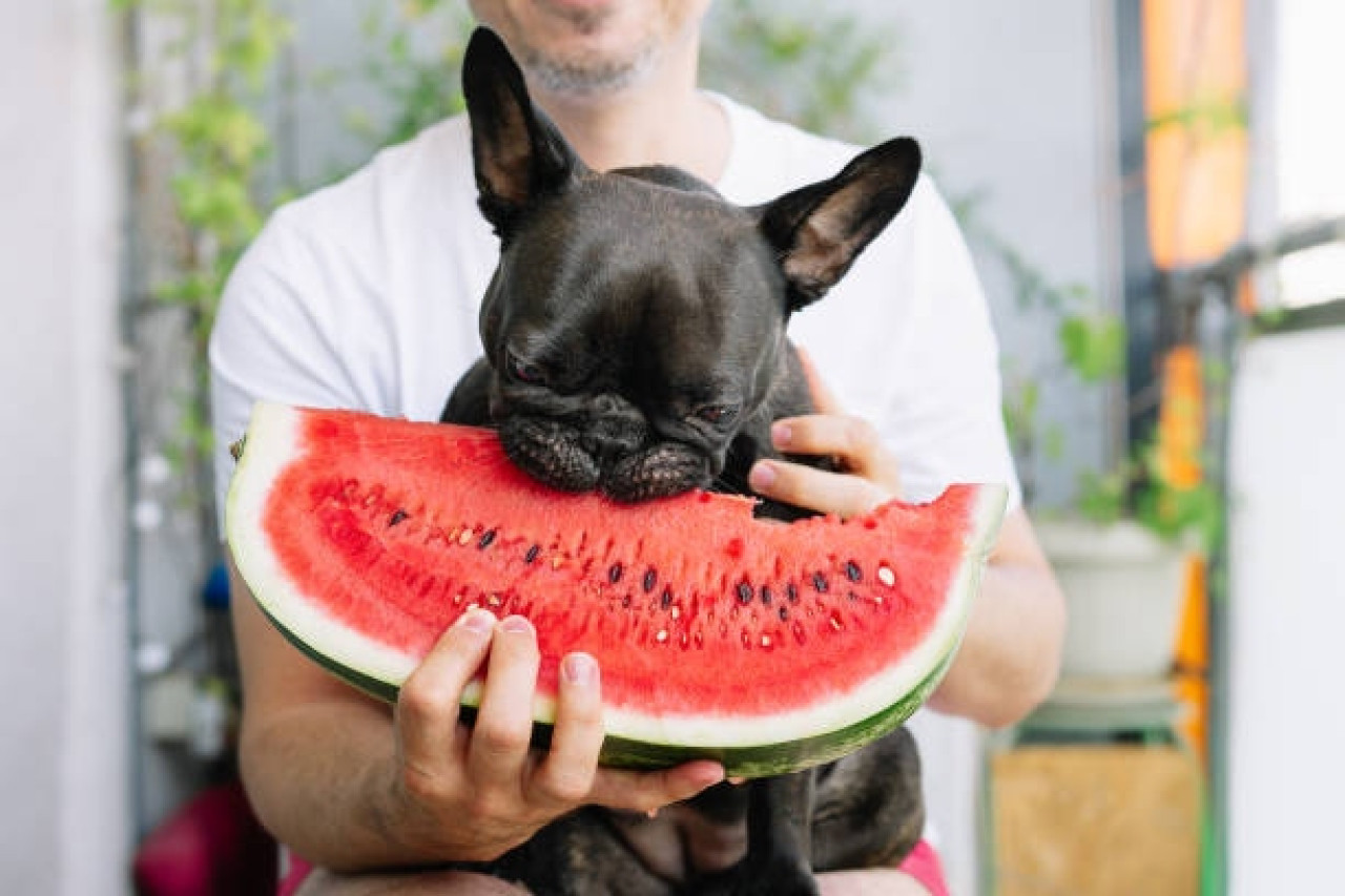 Perro, verano, sandia. Fuente: Pexels.