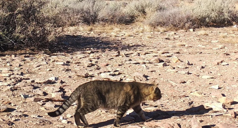 Gatos domésticos que viven aislados en una isla en Chubut. Foto: CONICET.