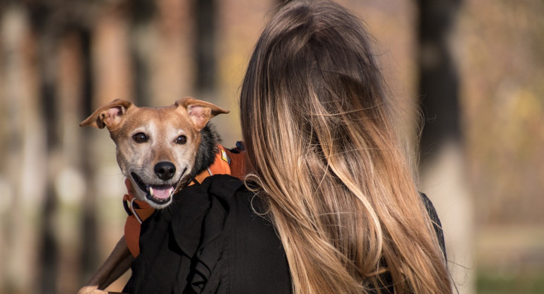 Felicidad, mascota, perro. Foto: Pexels.