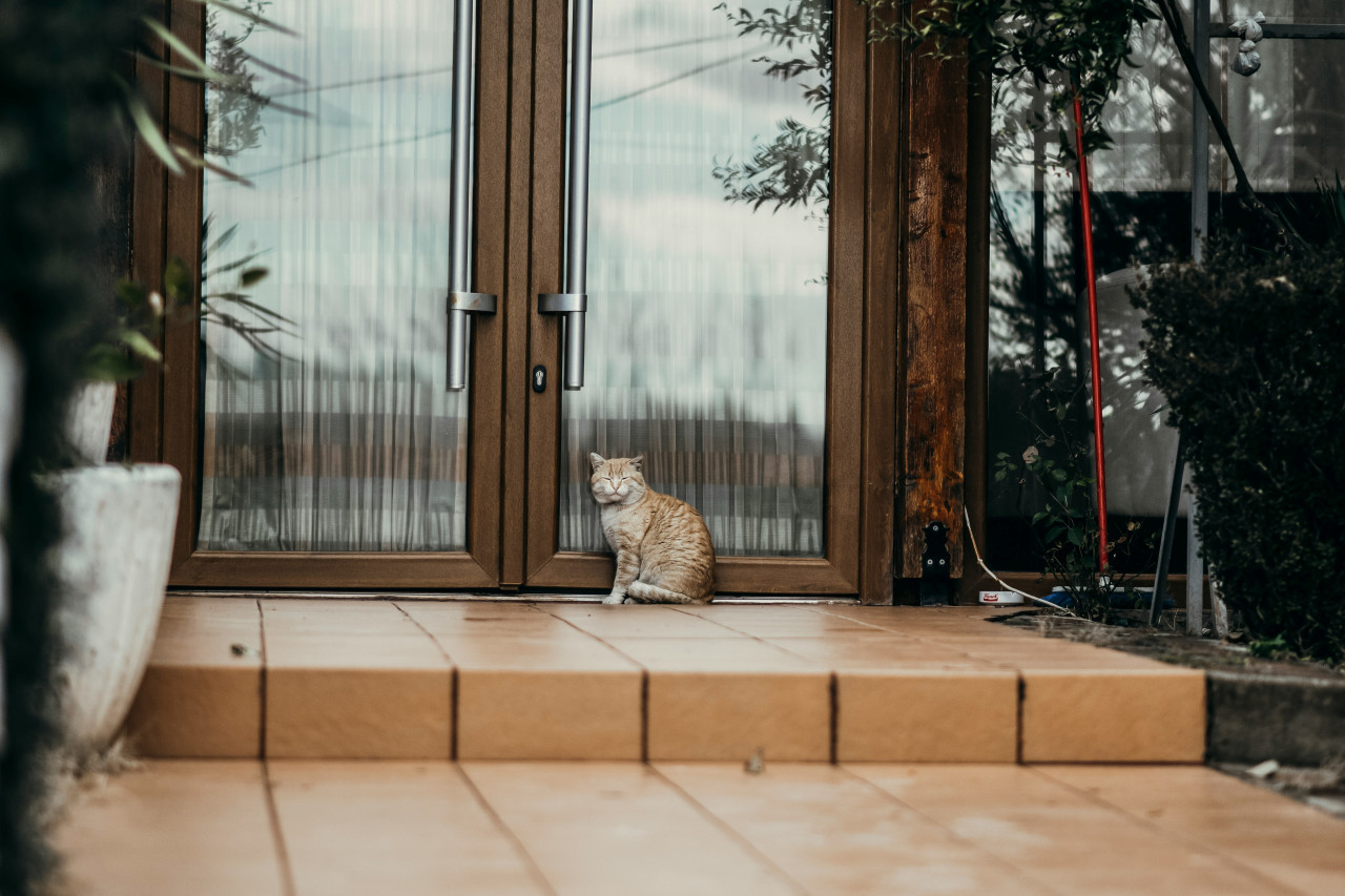 Gato; felino; mascota. Foto: Unsplash.