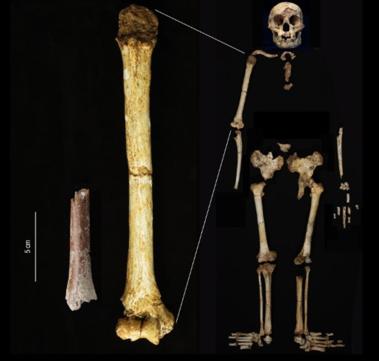 El humano más pequeño del mundo: descubren los restos de un hobbit de 700 mil años. Foto: Nature