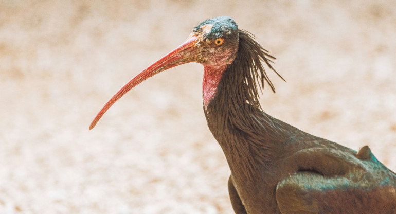 Ibis eremita; ave. Foto: Unsplash