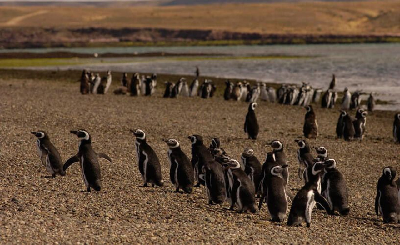 Pingüinos de Magallanes. Foto: Comodoro Turismo.