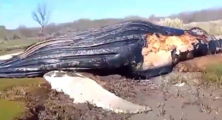 Los restos de la ballena encontrada en el Río de La Plata. Foto: Captura de video