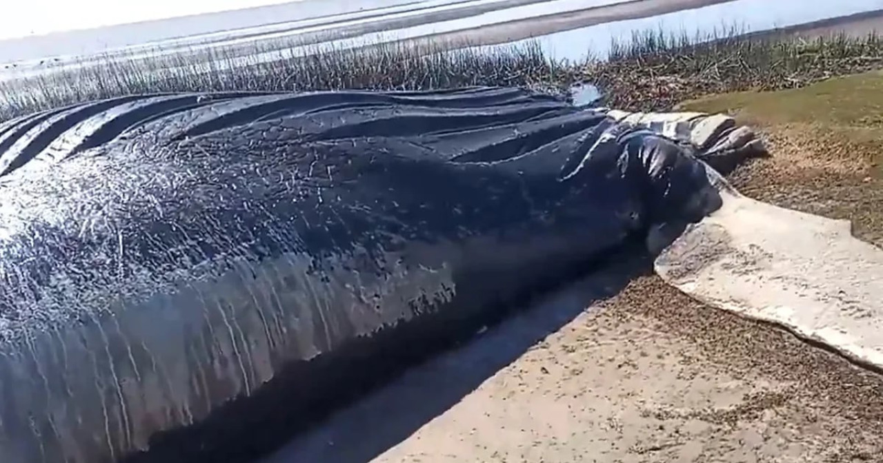 Los restos de la ballena encontrada en el Río de La Plata. Foto: Captura de video