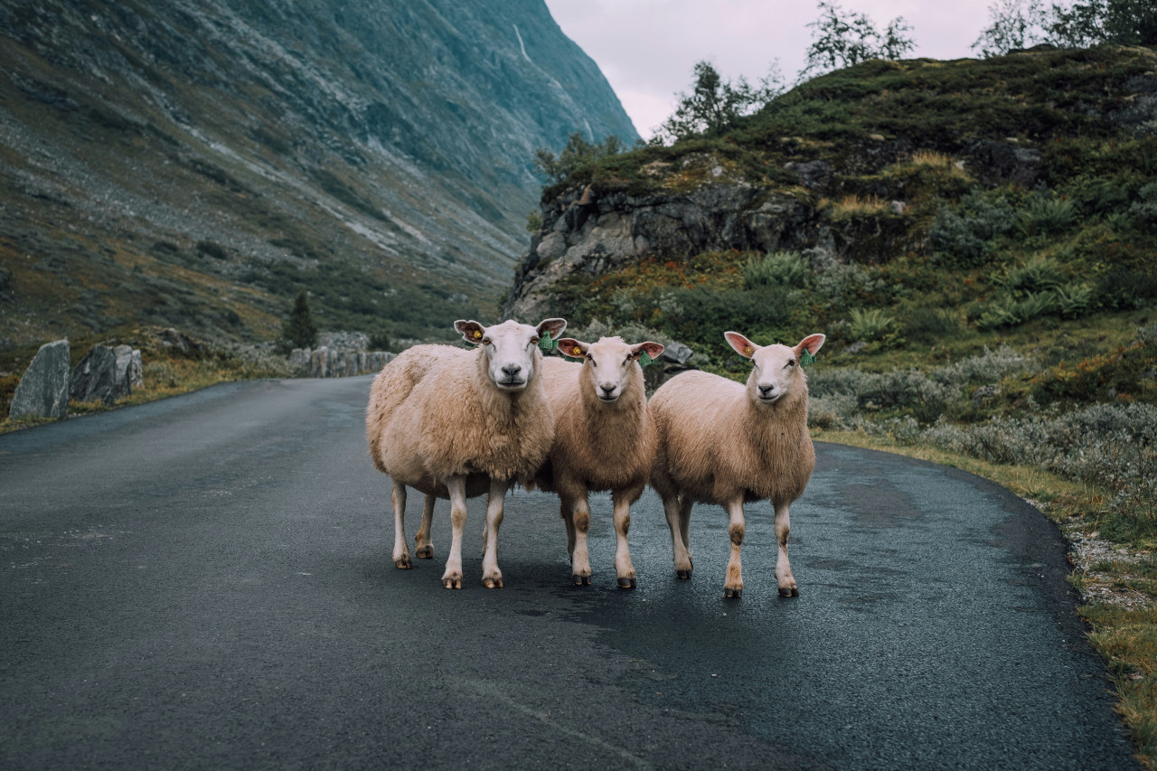 Animales, carreteras, naturaleza. Foto: Unsplash