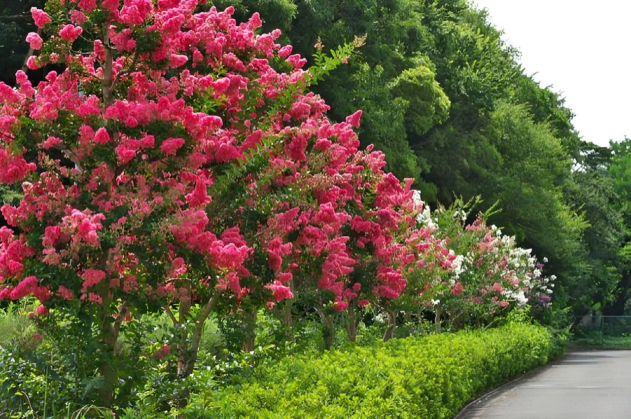 Árbol de Júpiter (Lagerstroemia indica). Foto: Unsplash.