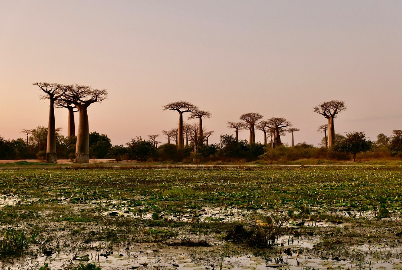 Árbol Baobab. Foto: Unsplash.