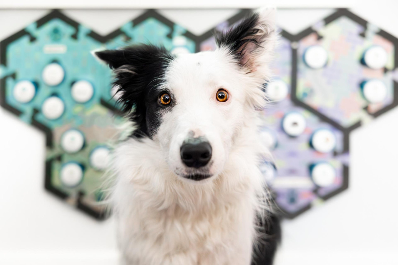 Uno de los perros participantes en el estudio con cajas de resonancia de sonidos. Foto: EFE.