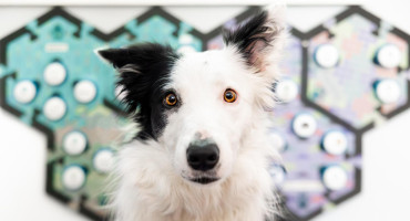 Uno de los perros participantes en el estudio con cajas de resonancia de sonidos. Foto: EFE.