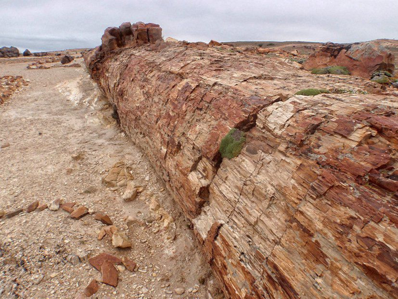 Bosque Petrificado Sarmiento, Chubut. Foto: X